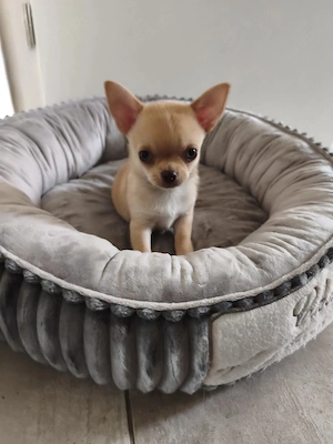 Wunderschöne Chihuahua KH Welpen