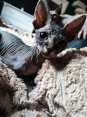 Canadian Sphynx Kater