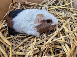 6 Meerschweinchen 