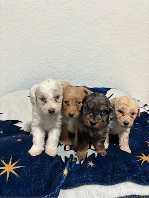 medium labradoodle wepen