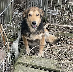 Oshu, lieber Hund sucht neues Zuhause