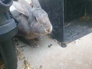 Kaninchen dringend  Zu Verkaufen !!! Bild 8