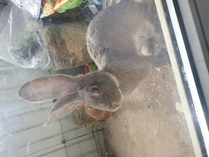 Kaninchen dringend  Zu Verkaufen !!!