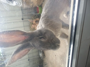 Kaninchen dringend  Zu Verkaufen !!! Bild 3