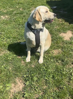 Labrador Hündin Familienhund