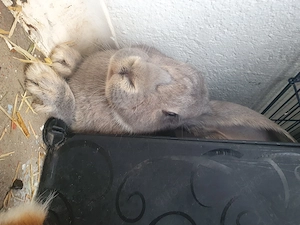 Kaninchen dringend  Zu Verkaufen !!! Bild 4