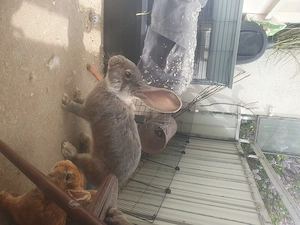 Kaninchen dringend  Zu Verkaufen !!! Bild 7