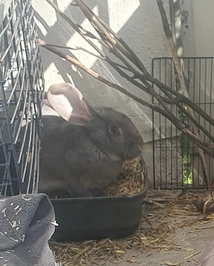 Kaninchen dringend  Zu Verkaufen !!! Bild 6