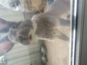 Kaninchen dringend  Zu Verkaufen !!! Bild 2