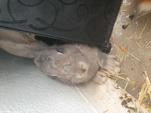 Kaninchen dringend  Zu Verkaufen !!! Bild 5