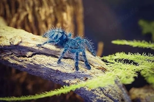 caribena versicolor FH1 2 vogelspinne 