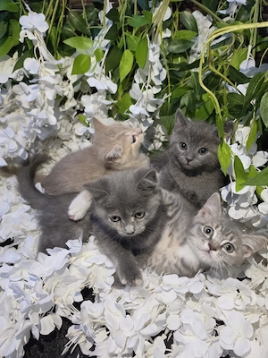 Britisch Kurzhaar Kitten 
