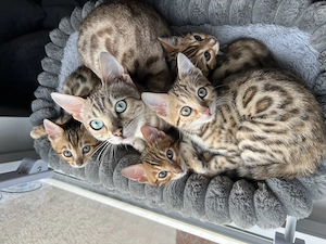 Bengal Kitten suchen ein neues zuhause 