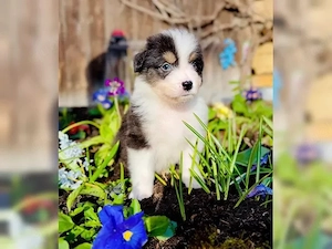 Auszugsbereite Australian Shepherd Welpen ASCA reine Showlinie sitzen auf gepackten Köfferchen