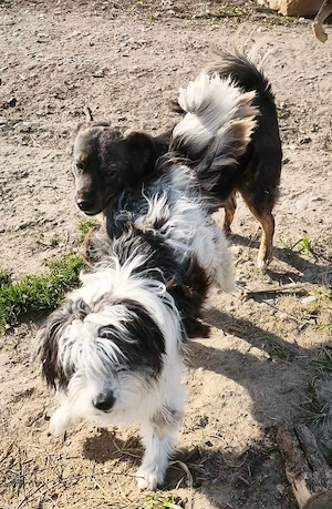 Linus - darf er dein Begleiter werden? Bild 6