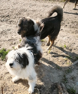 Linus - darf er dein Begleiter werden? Bild 5