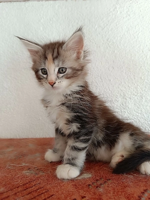 Maine Coon Kitten 