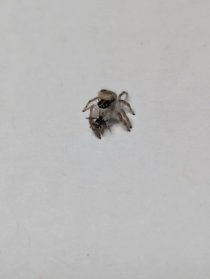 Hyllus diardi FH3 4 Springspinne (größer als Phidippus regius)