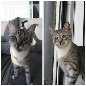 Fury & Moody suchen ein Zuhause 