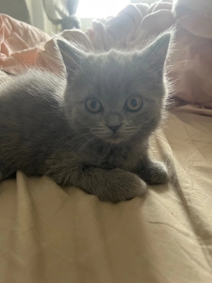 Bkh Kitten