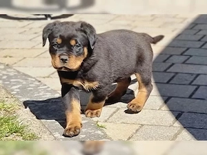 Rottweiler Welpen ADRK