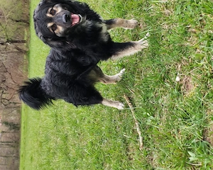 Kleine Hütehund Mix Hündin 3j43cm15kg KINDERLIEB bundesweit ausreisebereit  Bild 3