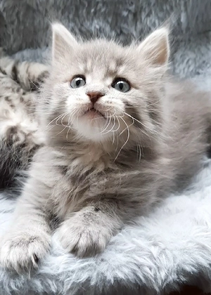 Maine Coon Kitten