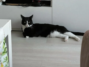 Maine-Coon-Mix Kater sucht ruhiges Zuhause 