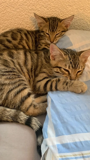 Bengal Kitten Katze Kater Babykatze Mix