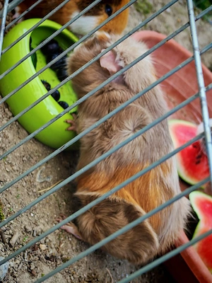 Meerschweinchen Kastrat