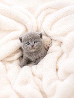  BKH Kitten  - image 2