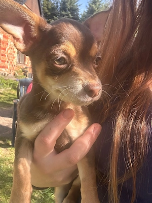 Chihuahua-Mix Mädchen  Bild 3