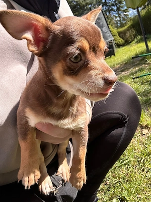 Chihuahua-Mix Mädchen  Bild 4