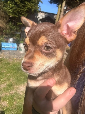 Chihuahua-Mix Mädchen 