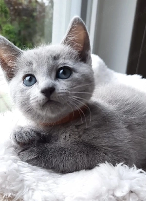 Russisch Blau Kitten