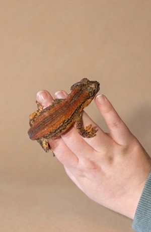 Auriculatus Höckerkopfgecko 