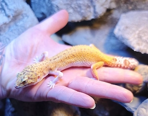 Leopardgecko sucht ein neues Zuhause 