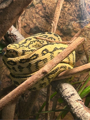Teppichpython   Morelia spilota cheynei 50% German Bloodline