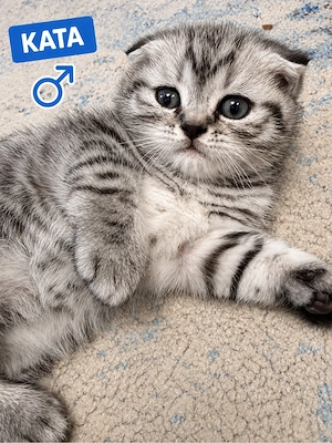 BKH Kitten suchen liebevolles Zuhause   