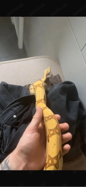 Boa Constrictor Imperator (Mix) VPI Jungle Albino 