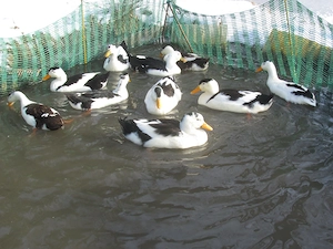 Bruteier Enten Altrheiner Elsterenten