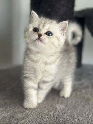 BKH Kitten *Abgabebereit*