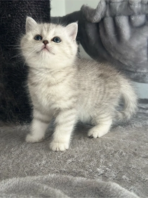 BKH Kitten *Abgabebereit*