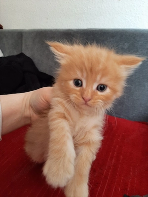 maincoon kitten 