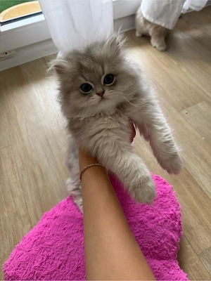 Süße Britisch Langhaar Kitten suchen ein liebevolles Zuhause   