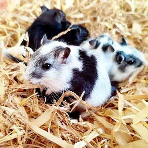 mongolische Rennmäuse aus liebevoller Hobbyzucht (Gerbil, Wüstenrennmaus, Hamster, Wüstenrenner)