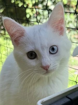 Seltenes weißes Katzenbaby   Odd Eyes & Maine Coon Mix 