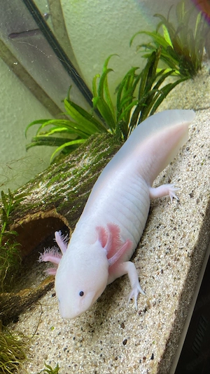 Axolotl Weibchen 