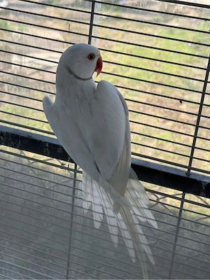 halsbandsittiche 