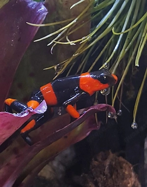 Suche Oophaga lehmanni Pärchen 1.1